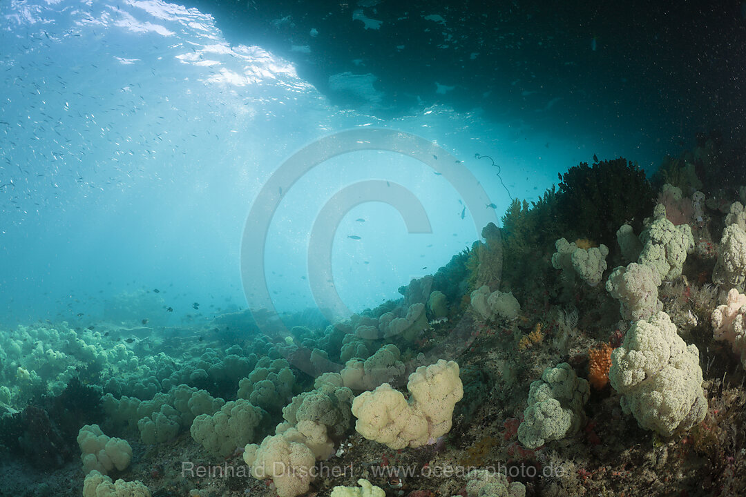 Kugelige Schleierbaeumchen Weichkorallen, Dendronephthya mucronata, Raja Ampat, West Papua, Indonesien