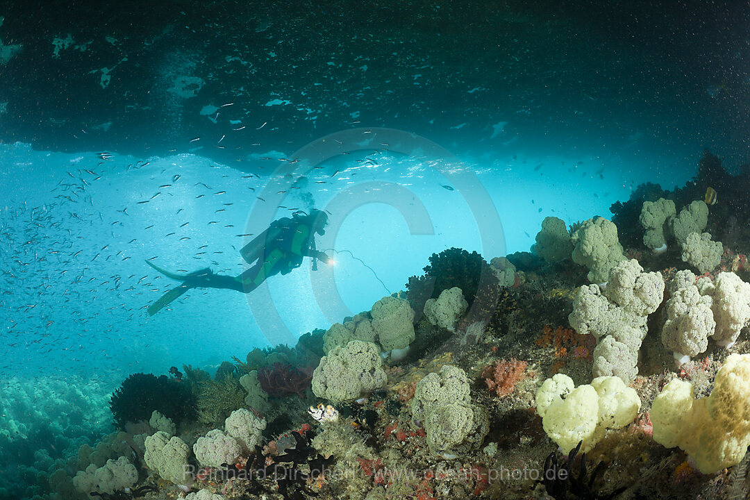 Soft Coral and Scuba Diver