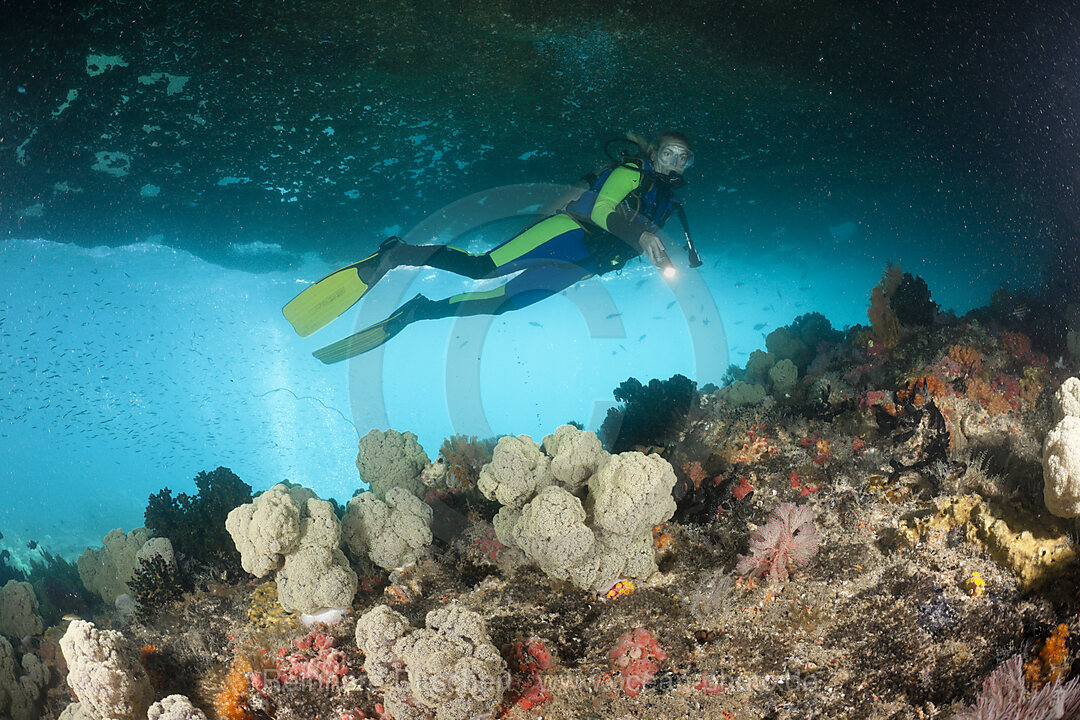 Soft Coral and Scuba Diver