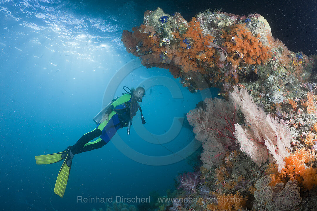 Scuba Diver and Corals