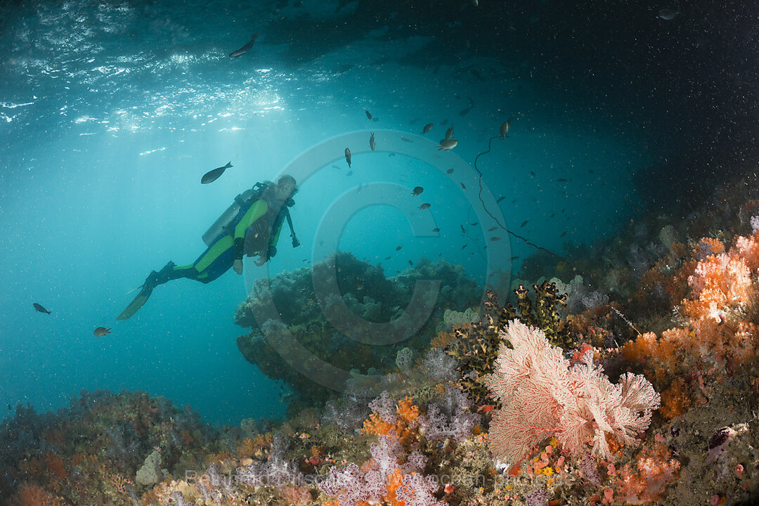 Colorful Soft Corals in Grotto