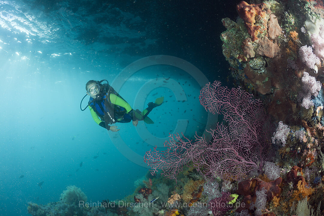 Scuba Diver and Corals