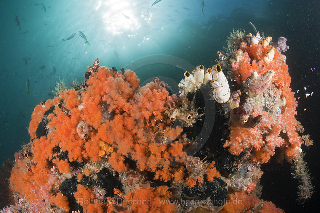 Orange Soft Corals