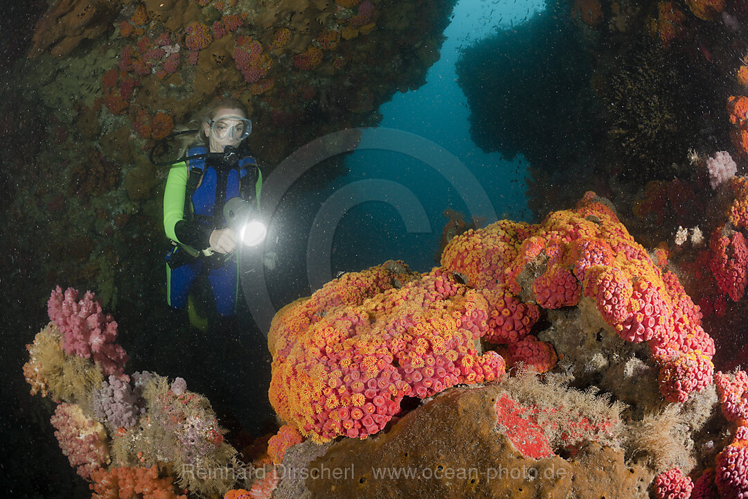 Colony of Cave Corals and Diver