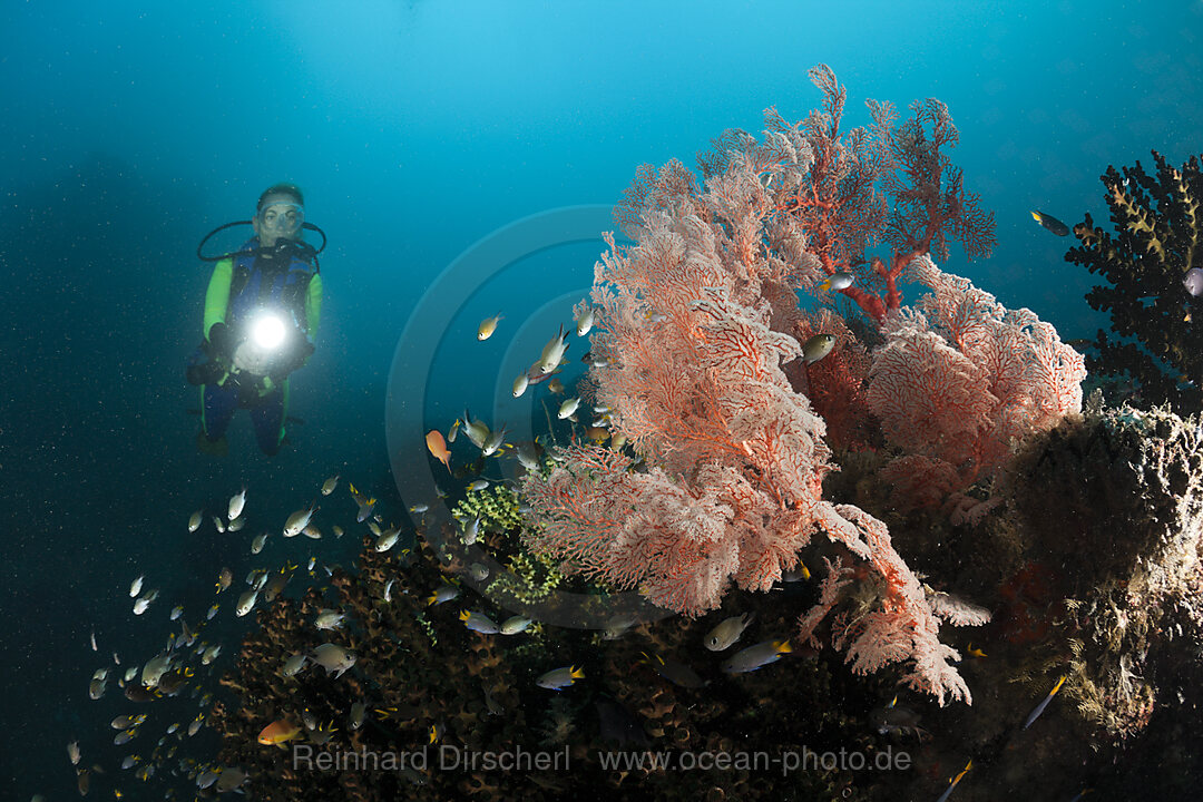 Taucher und Seefaecher, Melithaea sp., Raja Ampat, West Papua, Indonesien