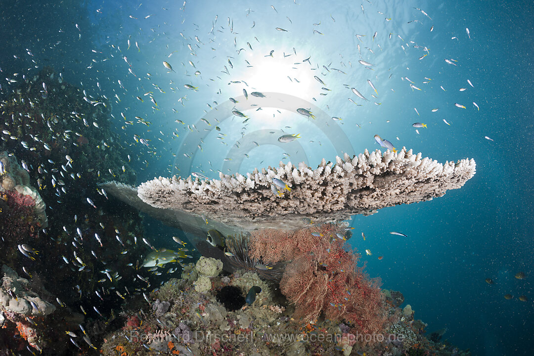 Korallenfische an Tischkoralle, Acropora sp., Raja Ampat, West Papua, Indonesien