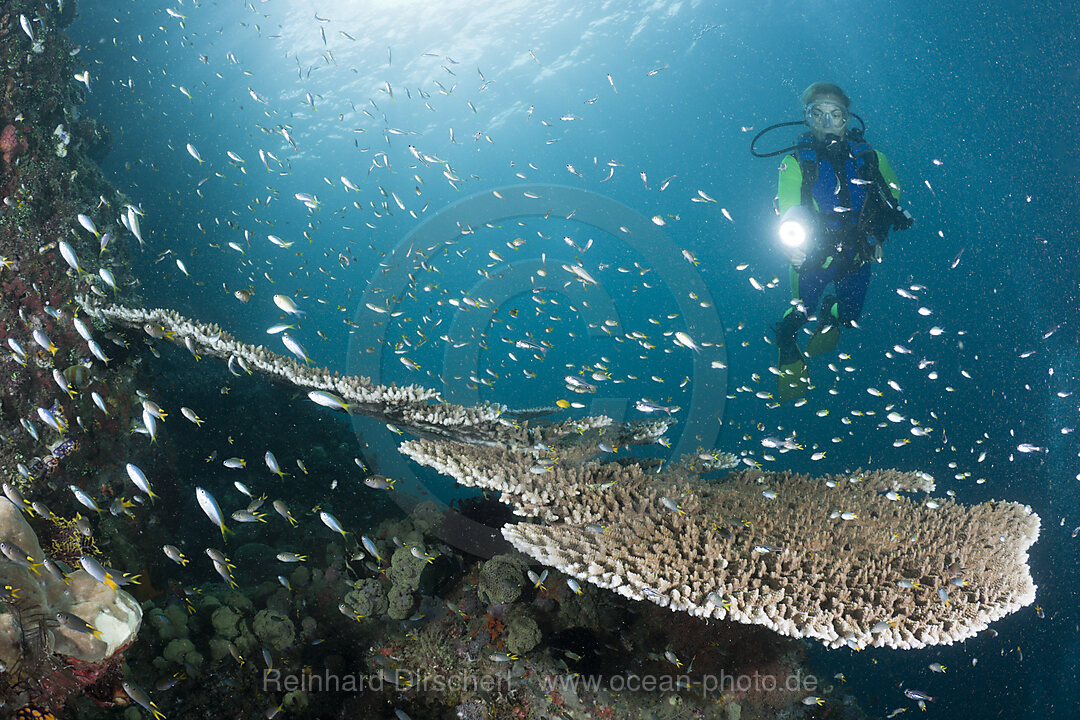 Korallenfische an Tischkoralle, Acropora sp., Raja Ampat, West Papua, Indonesien