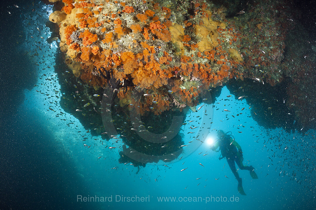 Taucher und Korallen in Grotte, Raja Ampat, West Papua, Indonesien