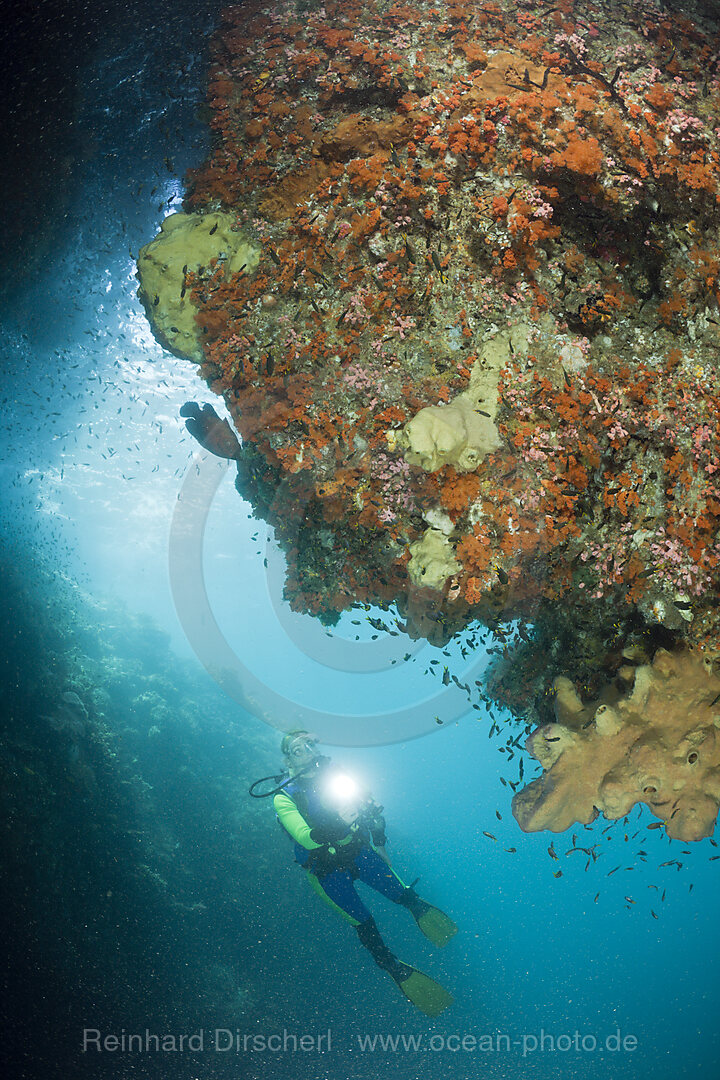 Scuba Diver watching Corals in Grotto