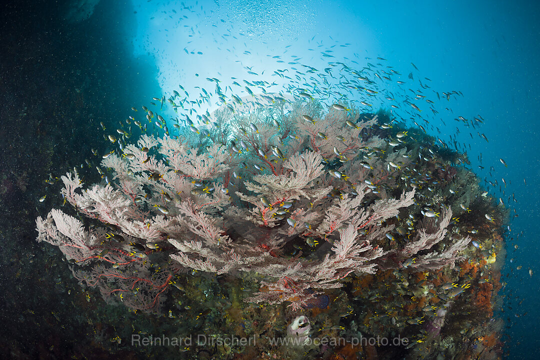 Coral Demoiselle surrounding Seafan