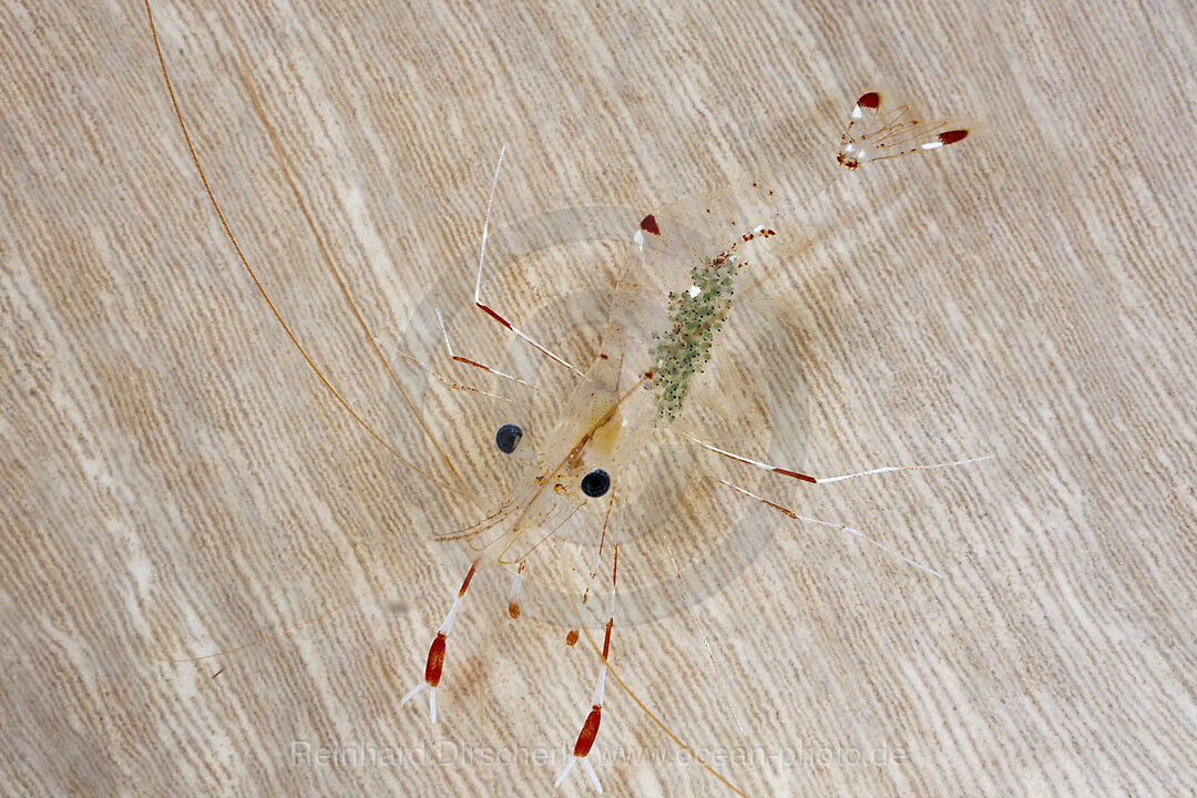 Small Rock Shrimp