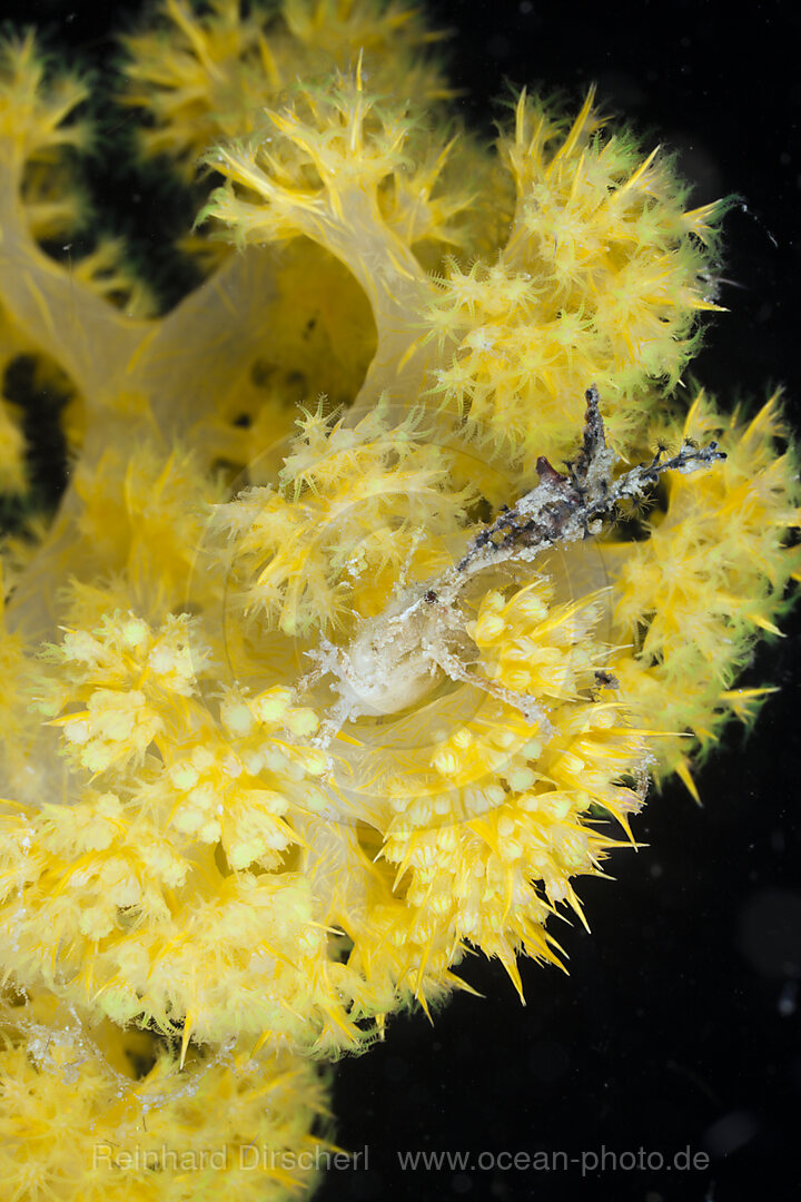 Spider Crab in yellow Soft Coral