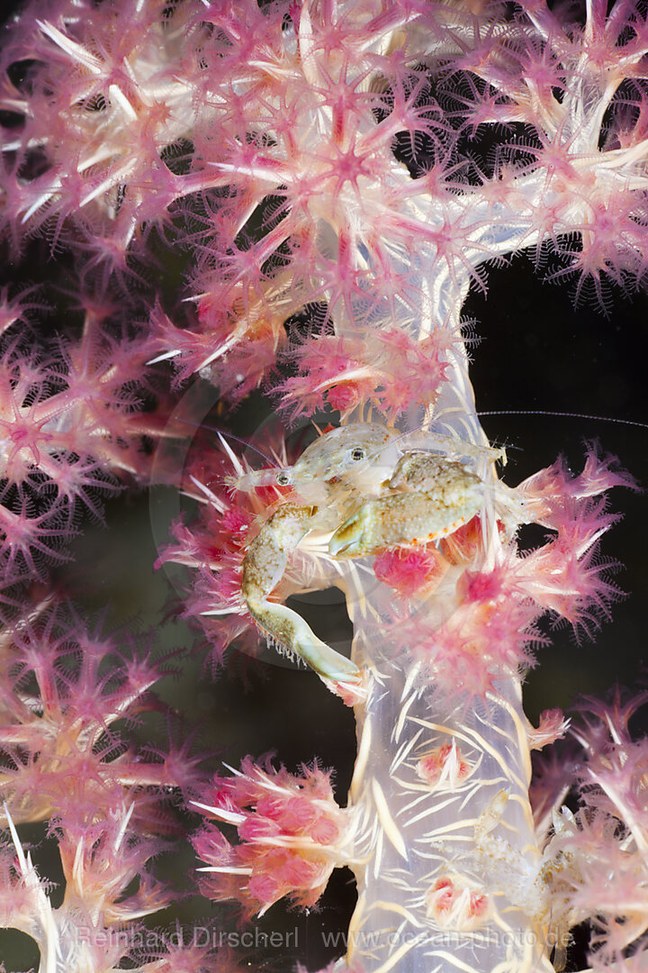 Porzellankrabbe in Weichkoralle, Pocellanella triloba, Raja Ampat, West Papua, Indonesien