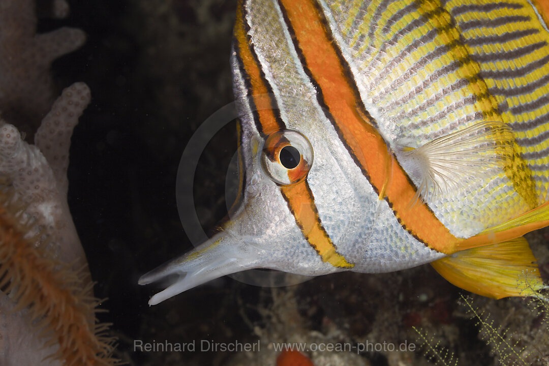 Beaked Coralfish