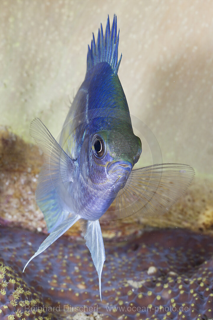 Night Color of Sergeant