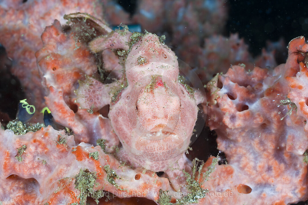 Spotted Frogfish
