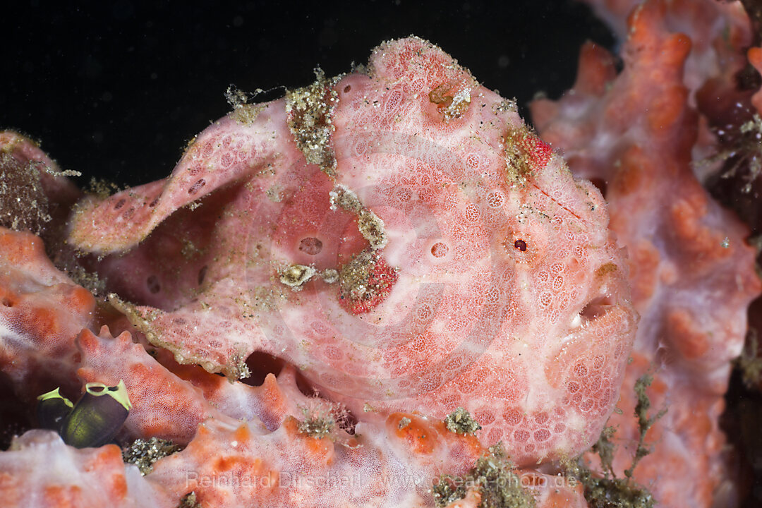 Roter Rundflecken-Anglerfisch