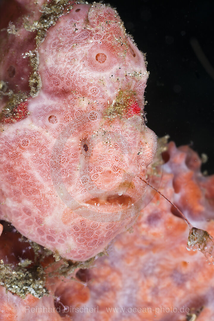 Spotted Frogfish