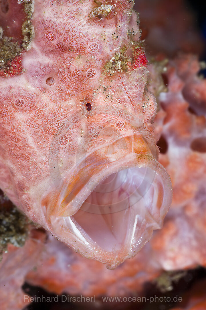 Drohgebaerde Rundflecken-Anglerfisch, Antennarius pictus, Raja Ampat, West Papua, Indonesien