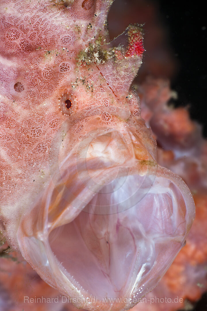 Threatening Gesture of Spotted Frogfish