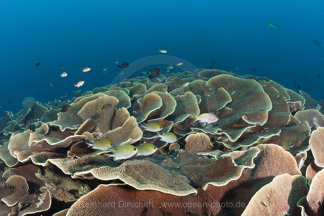 Salatkorallen am Riff, Turbinaria mesenterina, Raja Ampat, West Papua, Indonesien