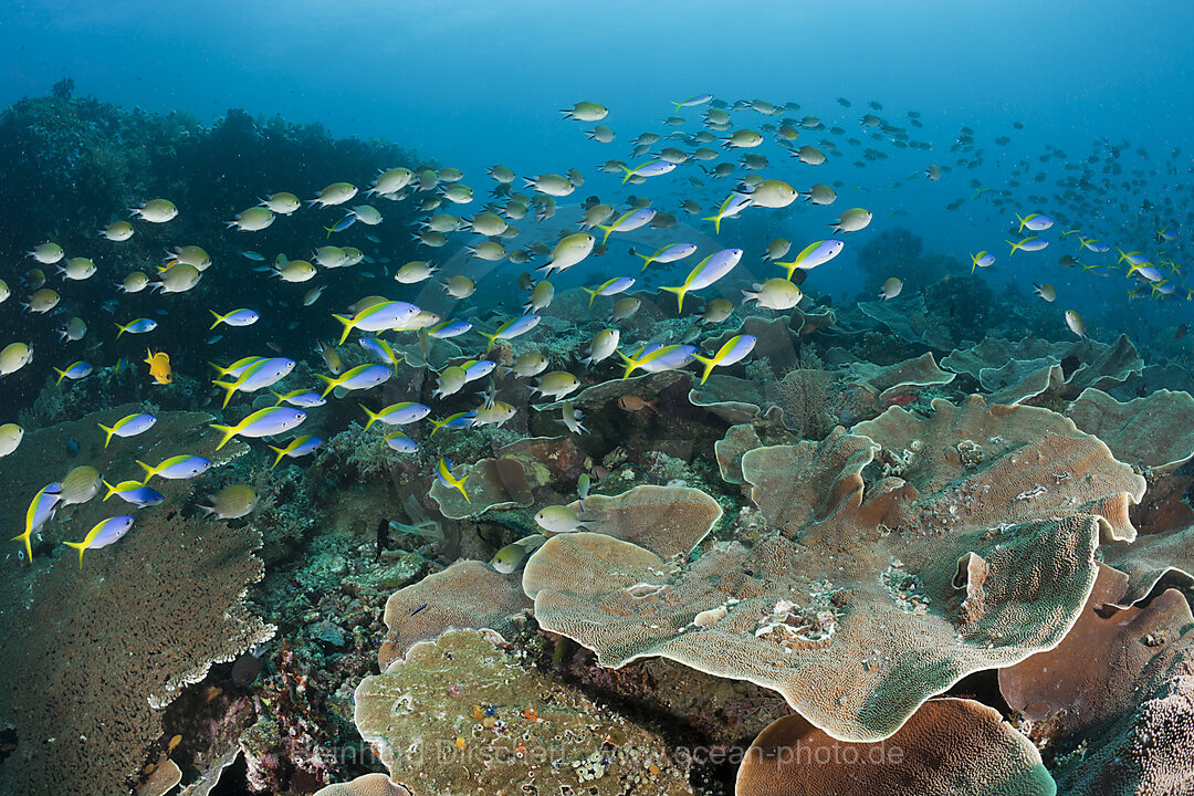 Gelbruecken-Fuesiliere und Chromis