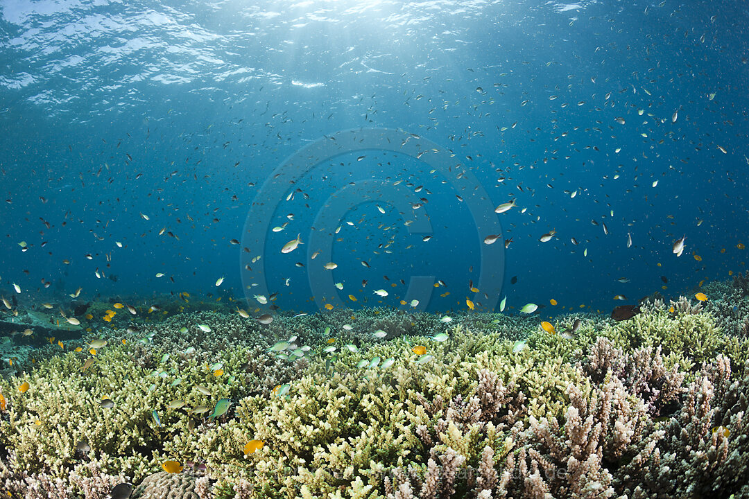 Korallenfische ueber Geweihkorallen