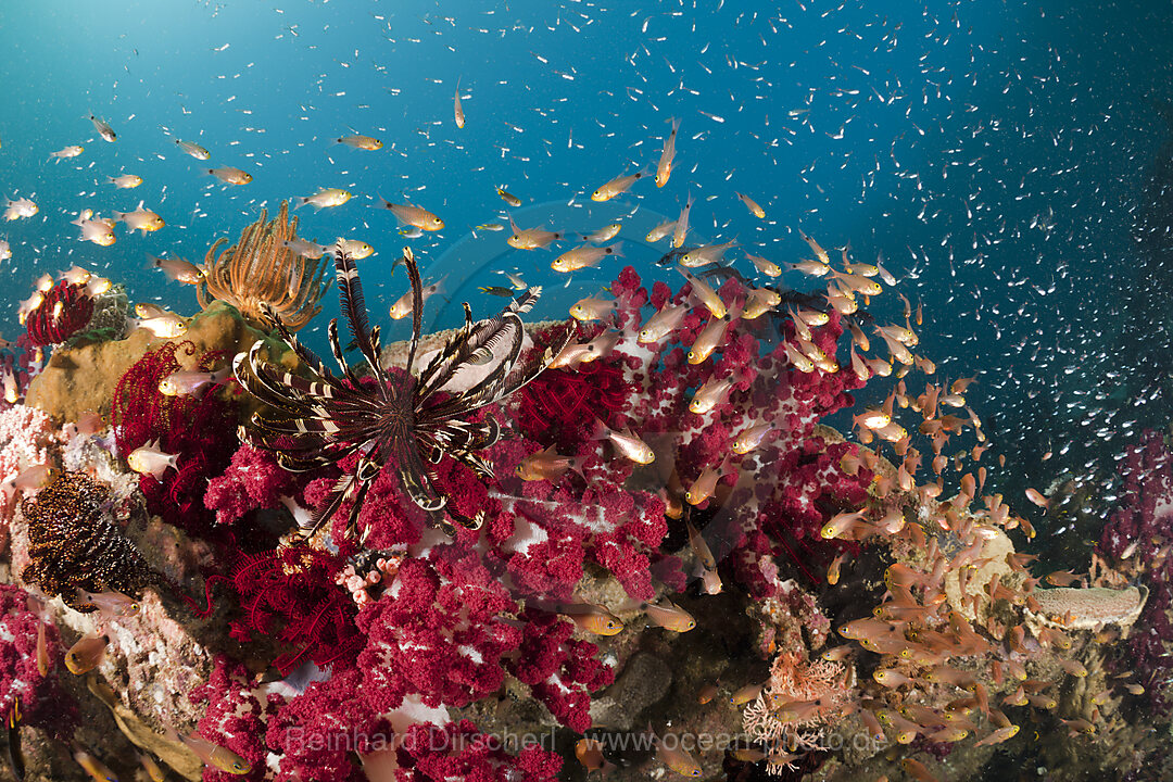 Zweifleck, Kardinalfische vor Weichkorallen, Archamia biguttata, Raja Ampat, West Papua, Indonesien