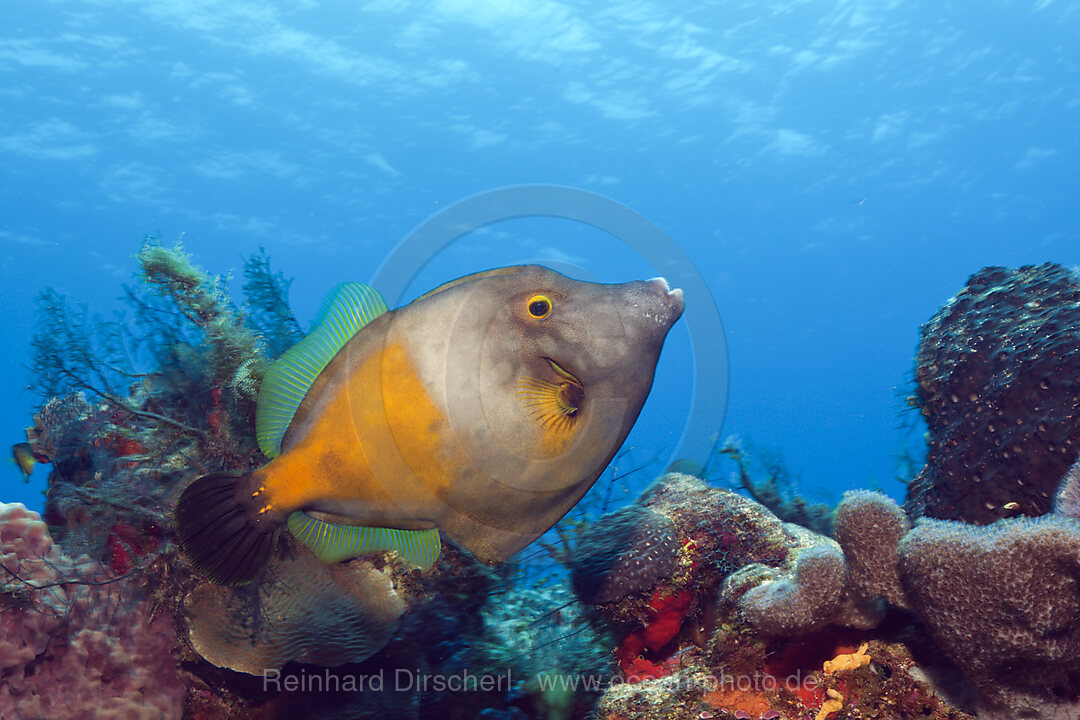 Weissflecken-Feilenfisch, Cantherines macrocerus, Cozumel, Karibik, Mexiko