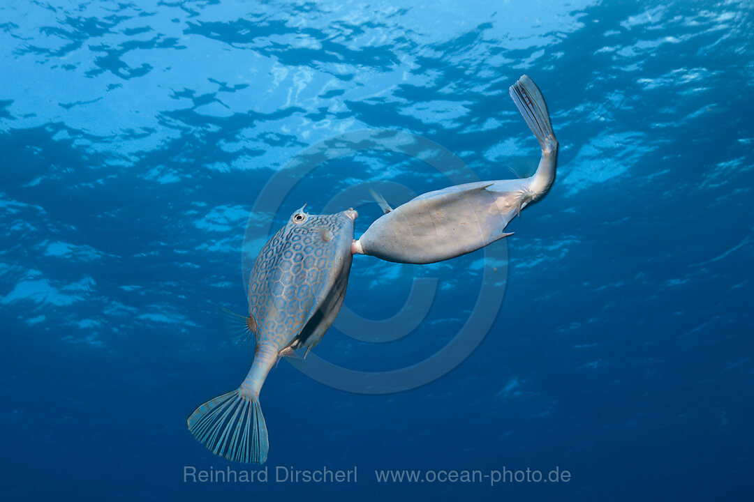 Honeycomb Cowfish Courtship display