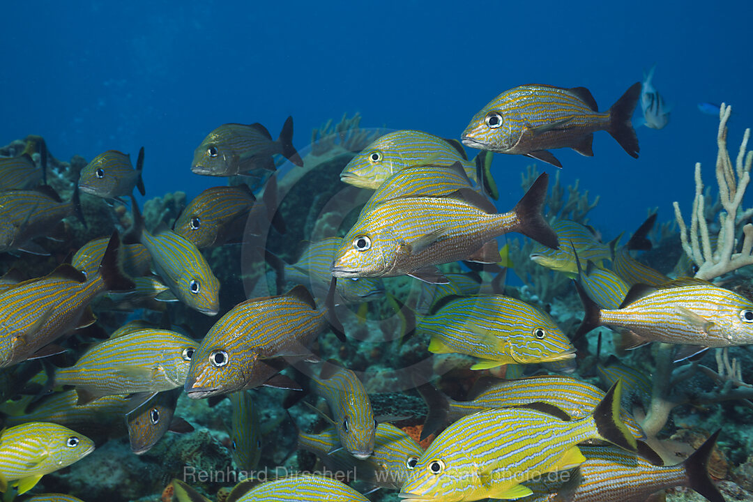 Bluestriped Grunt