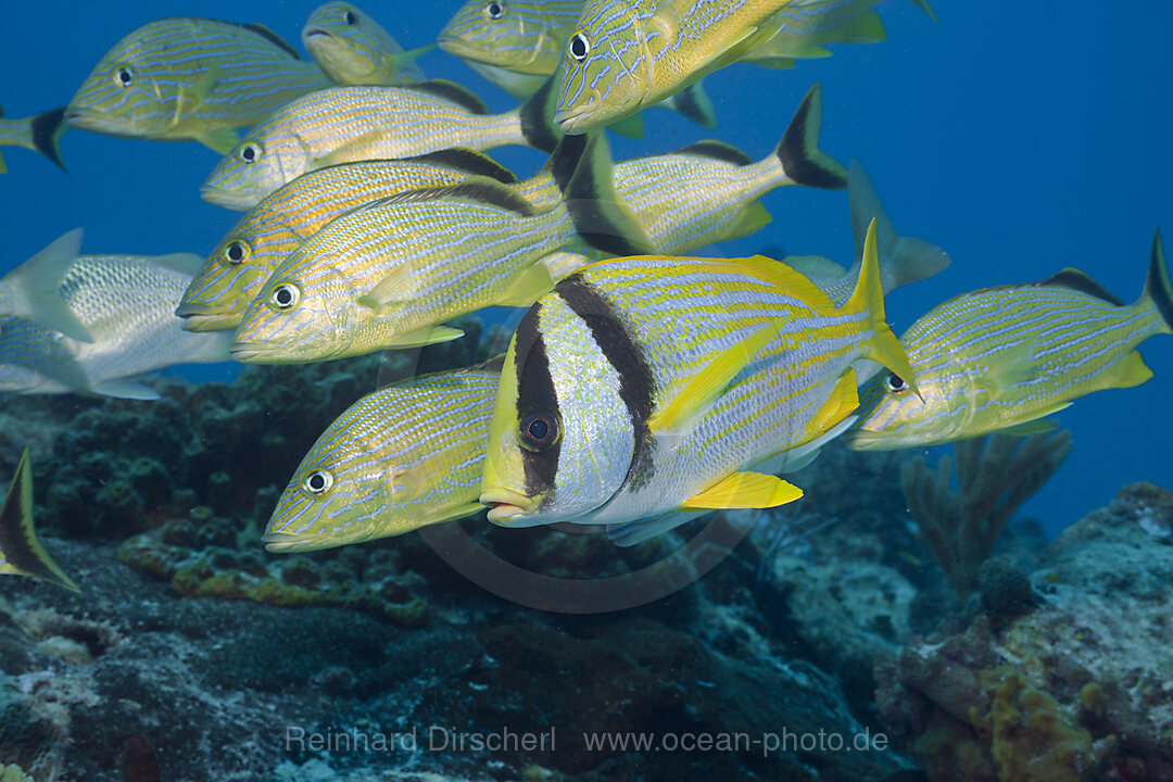 Blaustreifen-Grunzer und Schweins-Grunzer, Haemulon sciurus, Anisotremus virginicus, Cozumel, Karibik, Mexiko