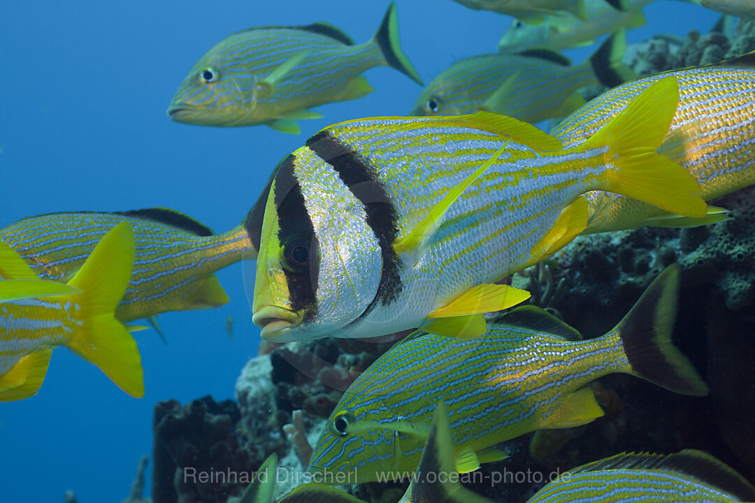 Schweins-Grunzer und Baustreifen-Grunzer, Anisotremus virginicus, Haemulon sciurus, Cozumel, Karibik, Mexiko