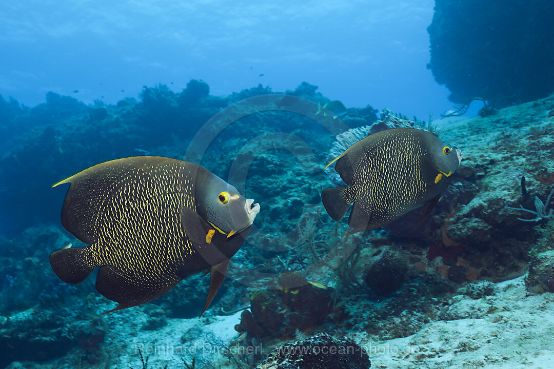 Franzosen-Kaiserfisch, Pomacanthus paru, Cozumel, Karibik, Mexiko