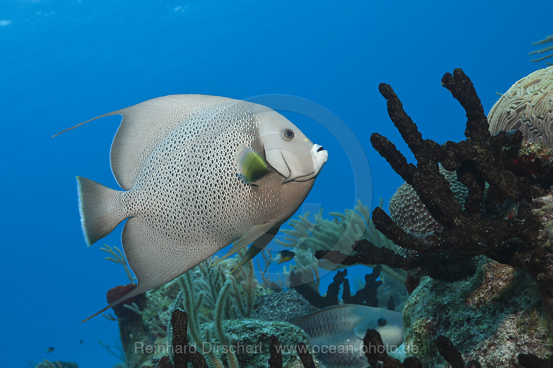 Grauer Kaiserfisch