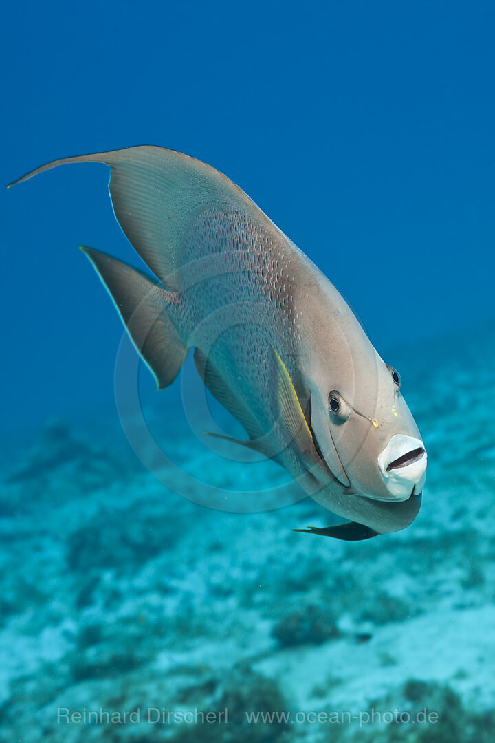 Grauer Kaiserfisch