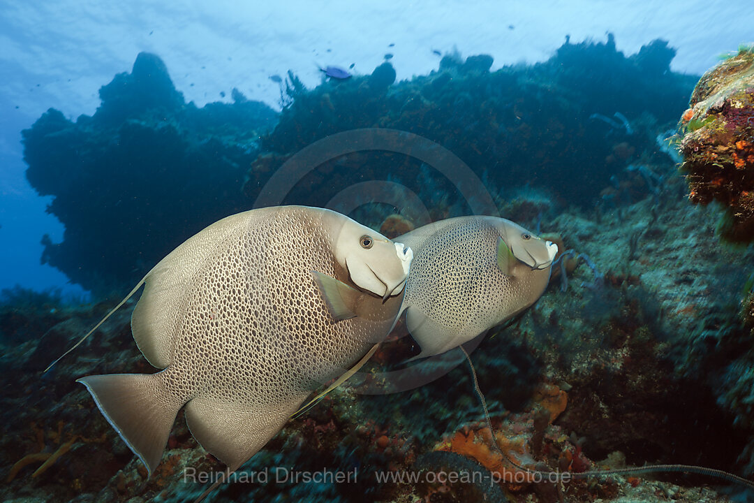 Grauer Kaiserfisch, Pomacanthus arcuatus, Cozumel, Karibik, Mexiko