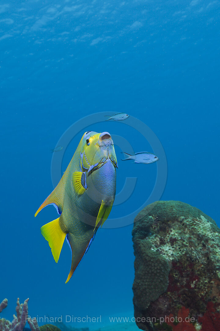 Diadem-Kaiserfisch