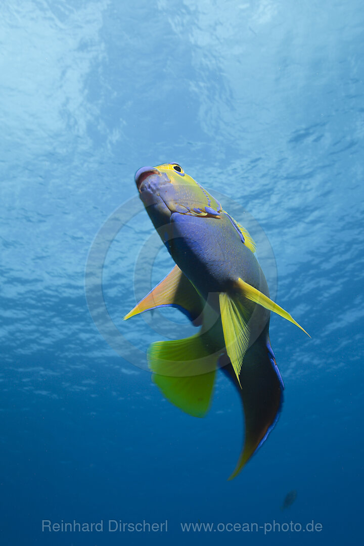Diadem-Kaiserfisch