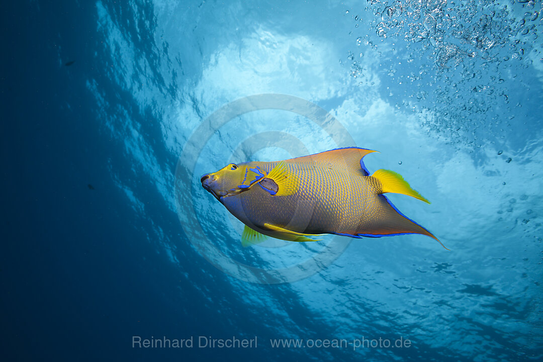 Queen Angelfish