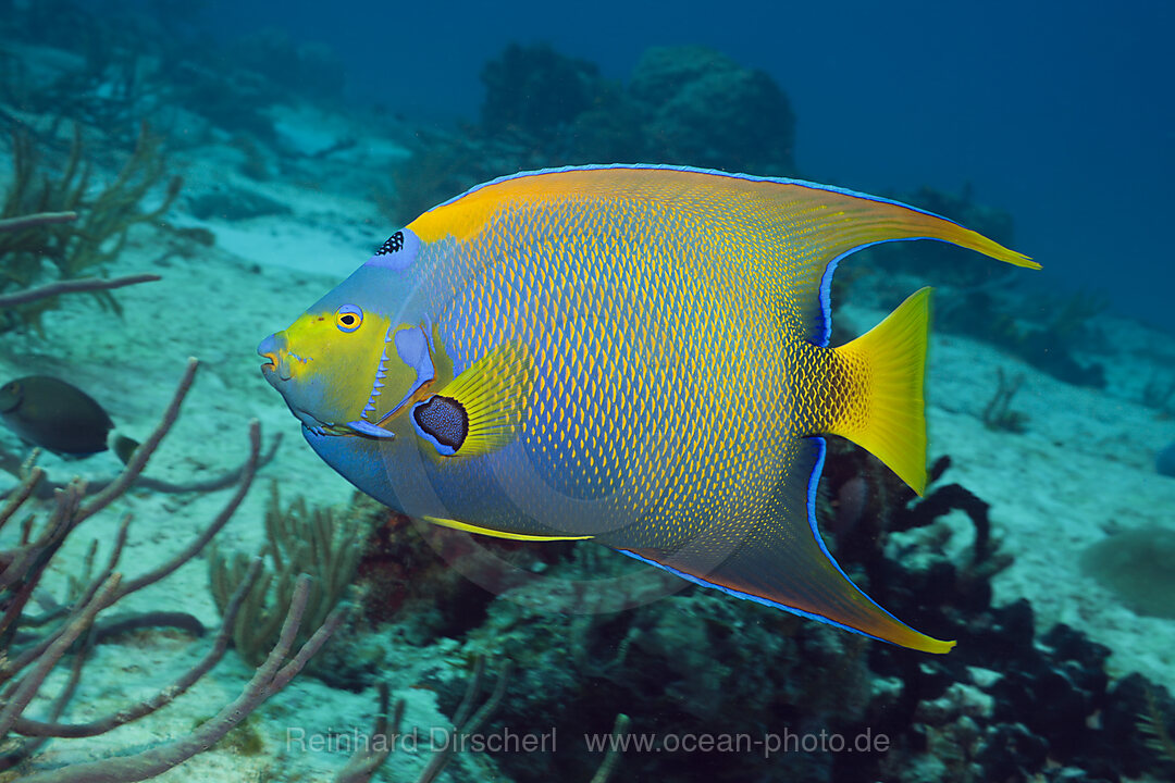 Diadem-Kaiserfisch