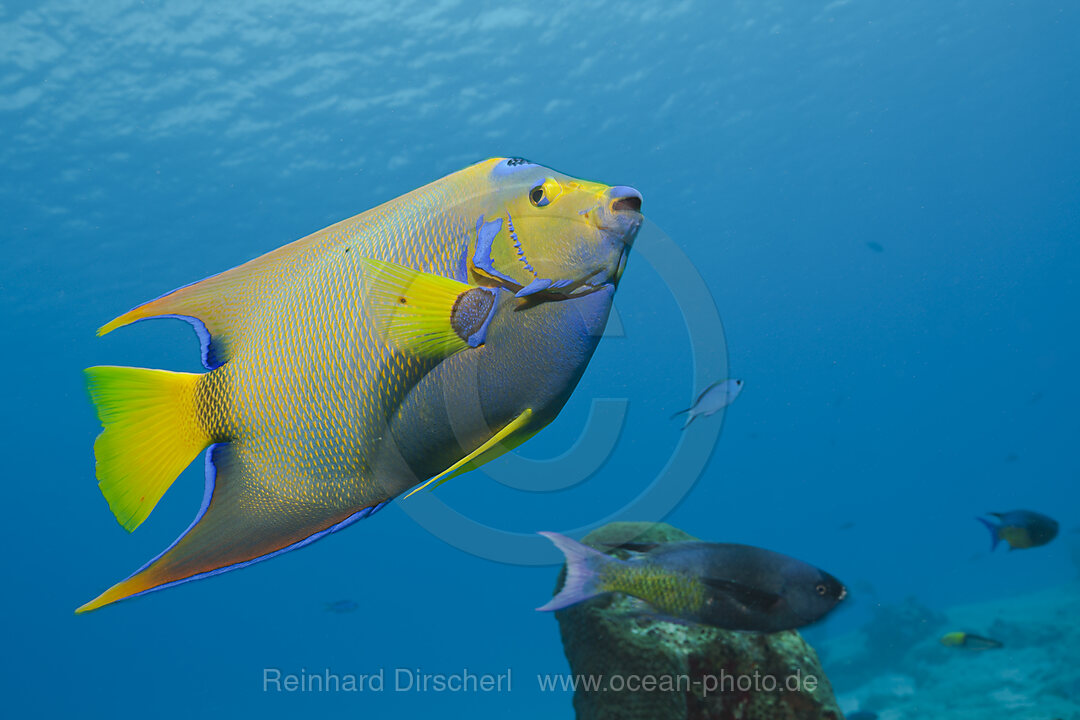 Diadem-Kaiserfisch