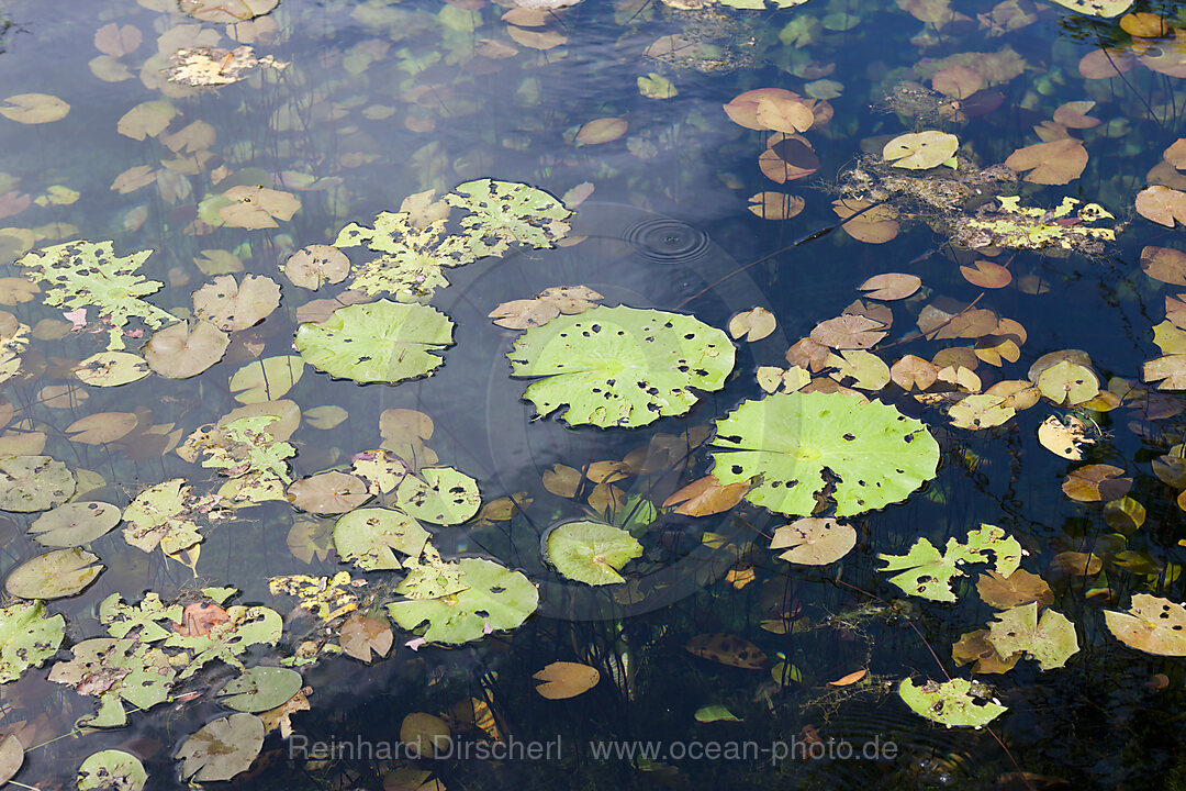 Water Lilies in Car Wash Cenote Aktun Ha, Tulum, Yucatan Peninsula, Mexico