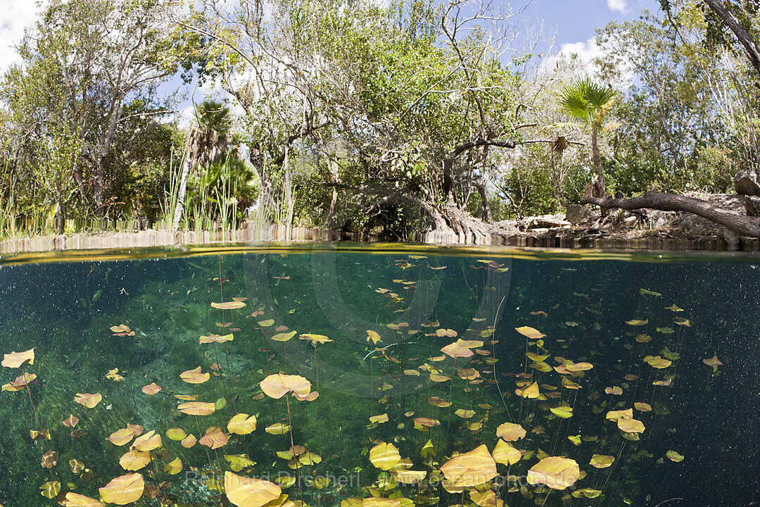 Seerosen in Car Wash Cenote Aktun Ha