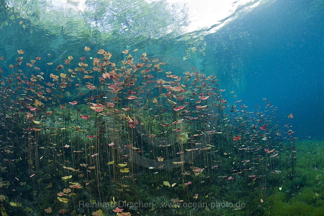 Water Lilies in Car Wash Cenote Aktun Ha, Tulum, Yucatan Peninsula, Mexico