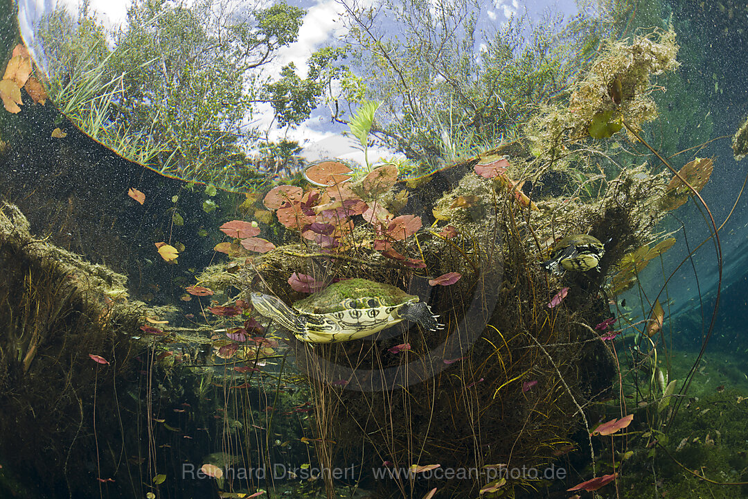 Mittelamerikanische Buchstaben-Schmuckschildkroete in Cenote, Trachemys scripta venusta, Tulum, Yucatan Halbinsel, Mexiko