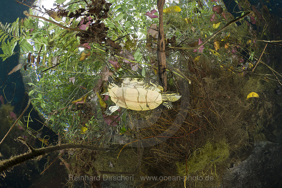 Mittelamerikanische Buchstaben-Schmuckschildkroete in Cenote, Trachemys scripta venusta, Tulum, Yucatan Halbinsel, Mexiko