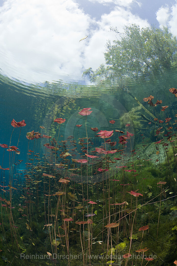 Water Lilies in Car Wash Cenote Aktun Ha, Tulum, Yucatan Peninsula, Mexico