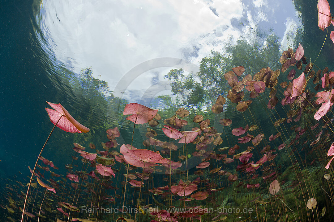 Water Lilies in Car Wash Cenote Aktun Ha, Tulum, Yucatan Peninsula, Mexico