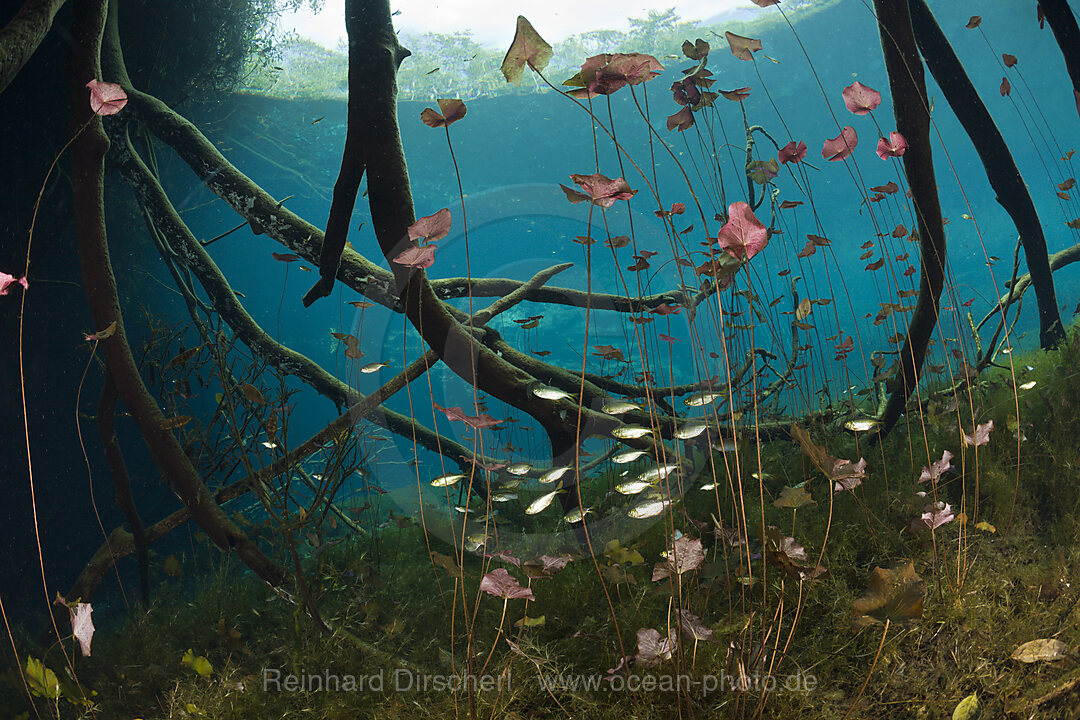 Seerosen und Salmlerfische in Cenote, Astyanax aeneus, Tulum, Yucatan Halbinsel, Mexiko